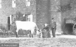 A Cow, Burrows Farm  c.1890, Kingswinford
