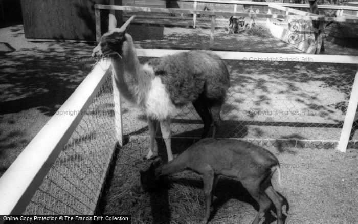 Photo of Kirby Misperton, A Deer And A Llama, Flamingo Park Zoo c.1960