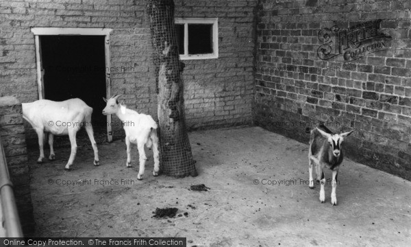 Photo of Kirby Misperton, Children's Corner, Flamingo Park Zoo c.1960