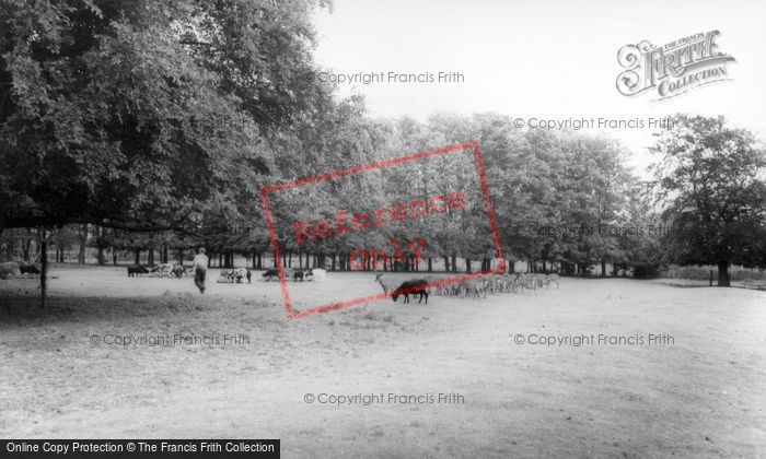 Photo of Kirby Misperton, Deer Park, Flamingo Park Zoo c.1960