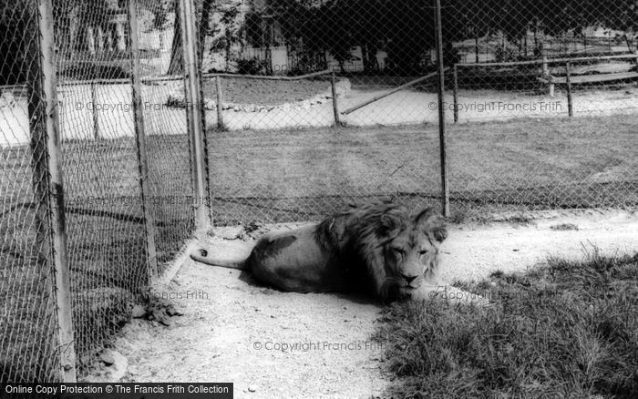 Photo of Kirby Misperton, The African Lion, Flamingo Park Zoo c.1960