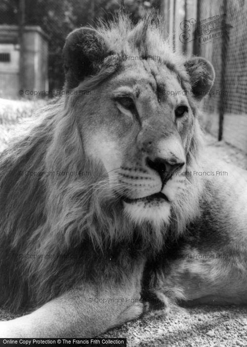 Photo of Kirby Misperton, The African Lion, Flamingo Park Zoo c.1960