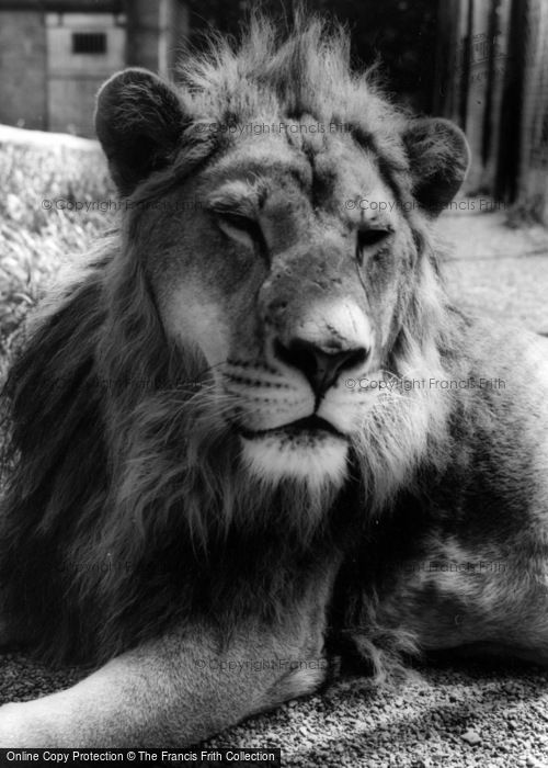 Photo of Kirby Misperton, The African Lion, Flamingo Park Zoo c.1960