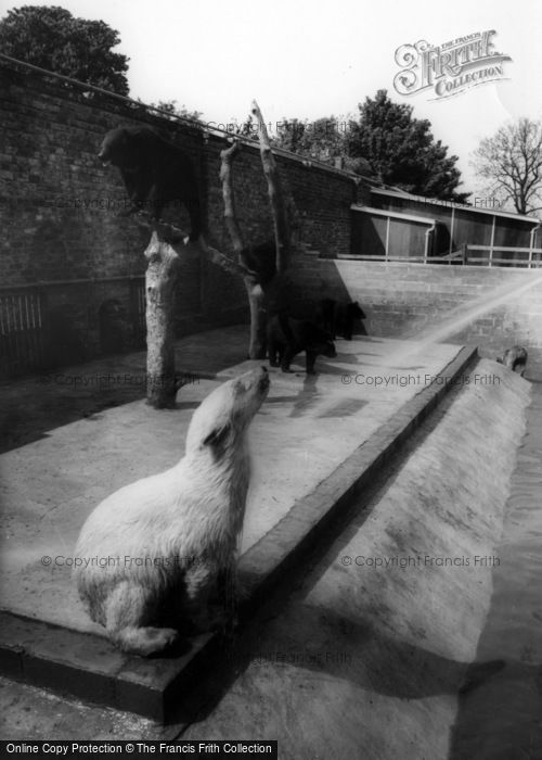 Photo of Kirby Misperton, The Bear Enclosure, Flamingo Park Zoo c.1960