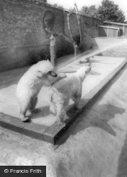 The Bear Enclosure, Flamingo Park Zoo c.1960, Kirby Misperton