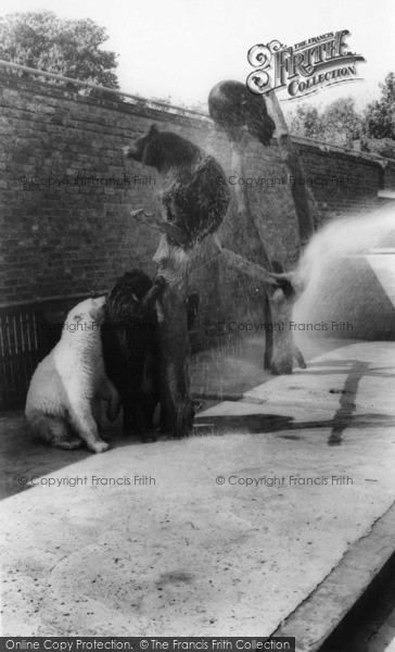 Photo of Kirby Misperton, The Bear Enclosure, Flamingo Park Zoo c.1960