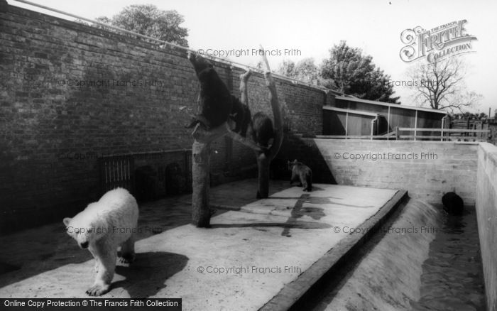 Photo of Kirby Misperton, The Bear Enclosure, Flamingo Park Zoo c.1960