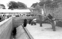 The Bear Enclosure, Flamingo Park Zoo c.1960, Kirby Misperton