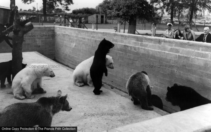 Photo of Kirby Misperton, The Bear Pit, Flamingo Park Zoo c.1960