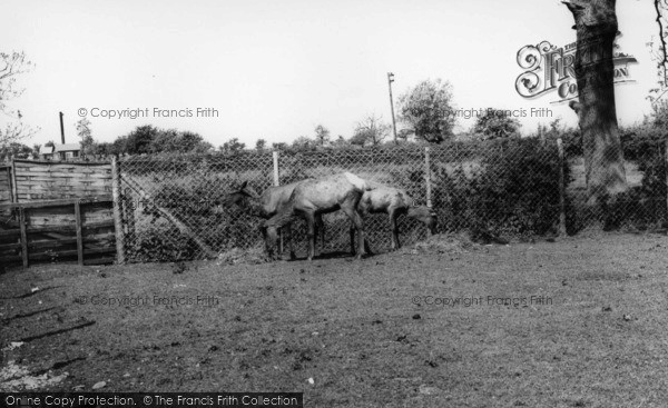Photo of Kirby Misperton, The Deer, Flamingo Park Zoo c.1960