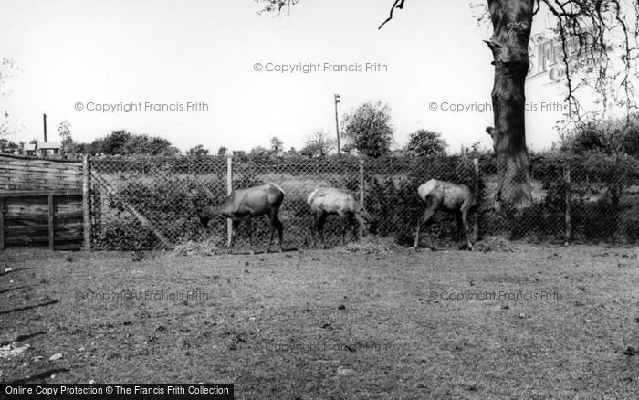Photo of Kirby Misperton, The Deer, Flamingo Park Zoo c.1960