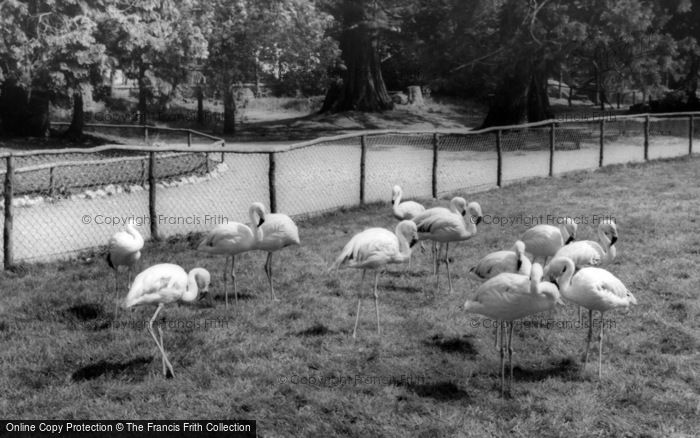 Photo of Kirby Misperton, The Flamingoes, Flamingo Park Zoo c.1960