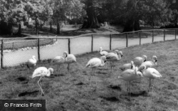 The Flamingoes, Flamingo Park Zoo c.1960, Kirby Misperton