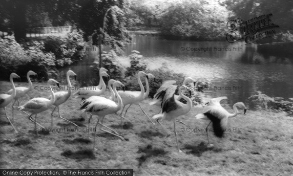 Photo of Kirby Misperton, The Flamingoes, Flamingo Park Zoo c.1960