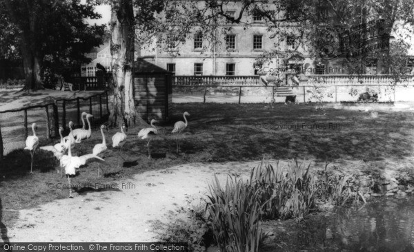 Photo of Kirby Misperton, The Flamingoes, Flamingo Park Zoo c.1960
