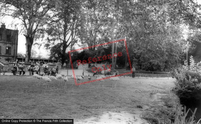 Photo of Kirby Misperton, The Flamingoes, Flamingo Park Zoo c.1960
