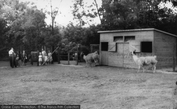 Photo of Kirby Misperton, The Llamas, Flamingo Park Zoo c.1960
