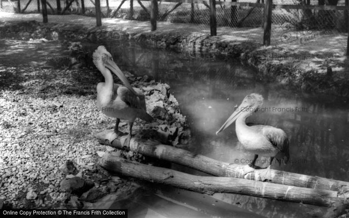 Photo of Kirby Misperton, The Pelicans, Flamingo Park Zoo c.1960