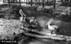 The Pelicans, Flamingo Park Zoo c.1960, Kirby Misperton