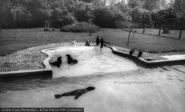 Photo of Kirby Misperton, The Sea Lion And Penguin Pool, Flamingo Park Zoo c.1960