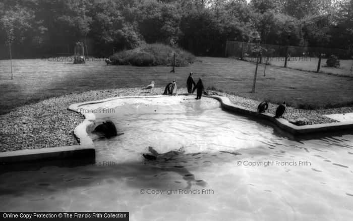 Photo of Kirby Misperton, The Sea Lion And Penguin Pool, Flamingo Park Zoo c.1960