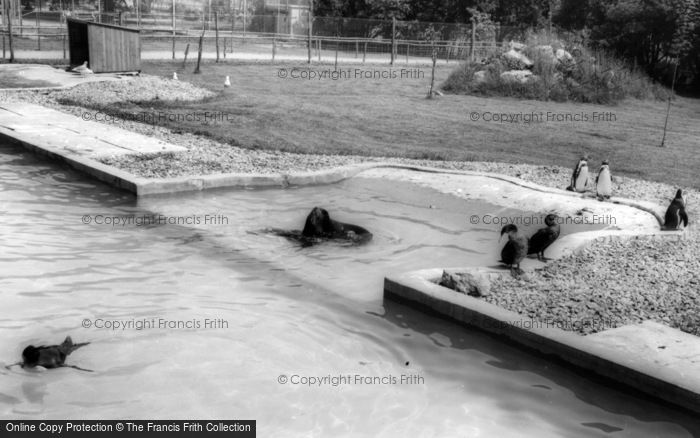 Photo of Kirby Misperton, The Sea Lion And Penguin Pool, Flamingo Park Zoo c.1960