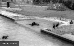 The Sea Lion And Penguin Pool, Flamingo Park Zoo c.1960, Kirby Misperton