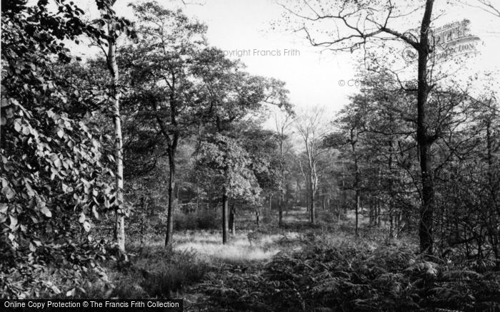 Photo of Kirkburton, Woodsome Hall Woods c.1950