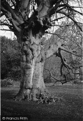 Knaphill, Weeping Beech in Slococks Nursery 2004