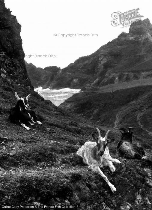 Photo of Kynance Cove, Goats In The Valley 1927