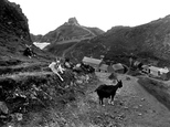 Goats On Cliff Road 1927, Kynance Cove