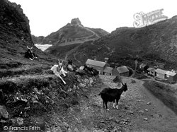 Goats On Cliff Road 1927, Kynance Cove