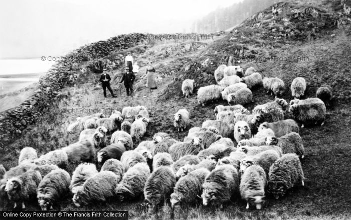Photo of Lake District, A Flock Of Sheep c.1900