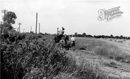 Latchingdon, Harvesting, Bridgemans Farm 1960
