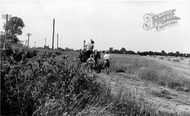 Harvesting, Bridgemans Farm 1960, Latchingdon