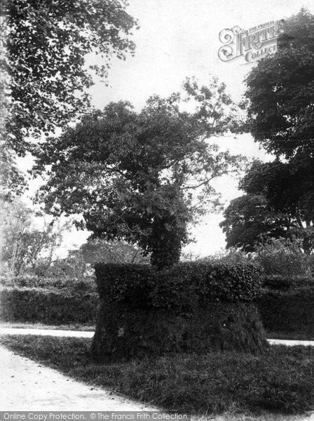 Photo of Launceston, Trebursye Tree 1906