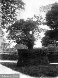 Trebursye Tree 1906, Launceston