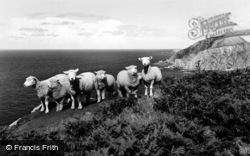 Hill Sheep On Coast Walk c.1960, Lee