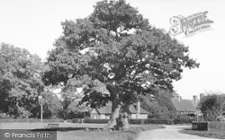 The Old Oak Tree c.1960, Leigh