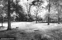 The Woods c.1965, Lickey