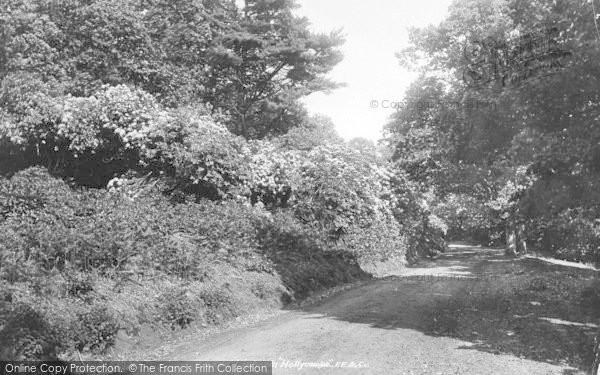 Photo of Liphook, Rhododendron In Hollycombe 1901