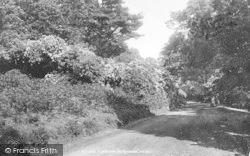 Rhododendron In Hollycombe 1901, Liphook