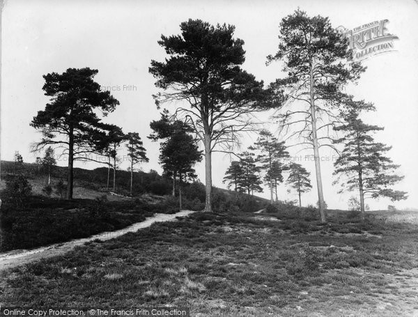 Photo of Liss, The Forest Towards Longmoor 1934