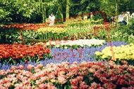 Keukenhof, Flowerbeds 1999, Lisse