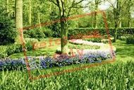 Keukenhof Gardens 1999, Lisse