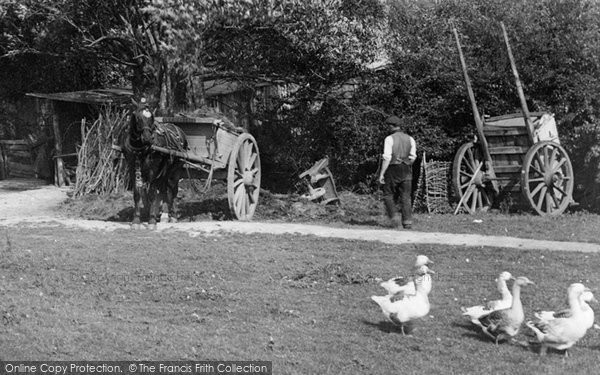 Photo of Little Bookham, Geese On The Common 1906