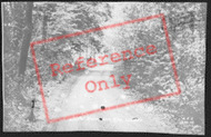 The Woods c.1955, Little Hampden