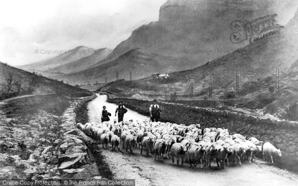 Photo of Llanberis, Driving Sheep Through The Pass c.1935