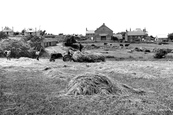 Haymaking c.1955, Llangwnnadl