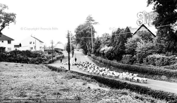 Photo of Llanidloes, A Flock Of Sheep c.1965